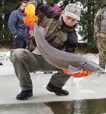 Prodej jeseterů sibiřských 5-10kg